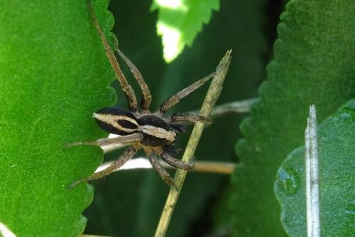 Alopecosa albofasciata